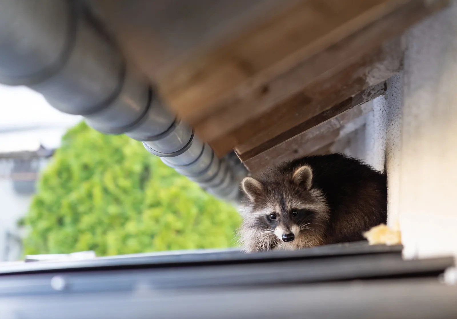 Wildlife Control