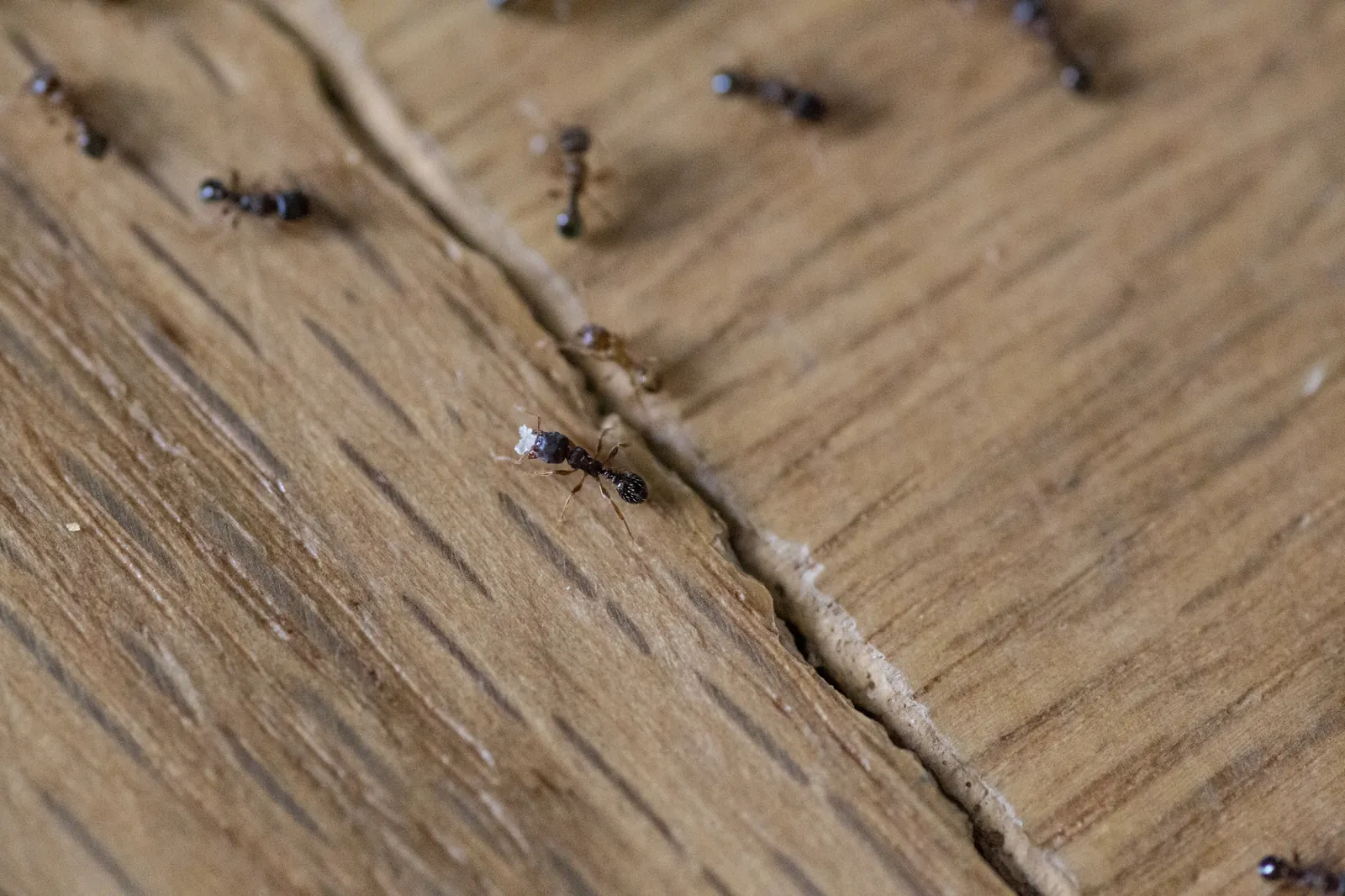 Ant Control