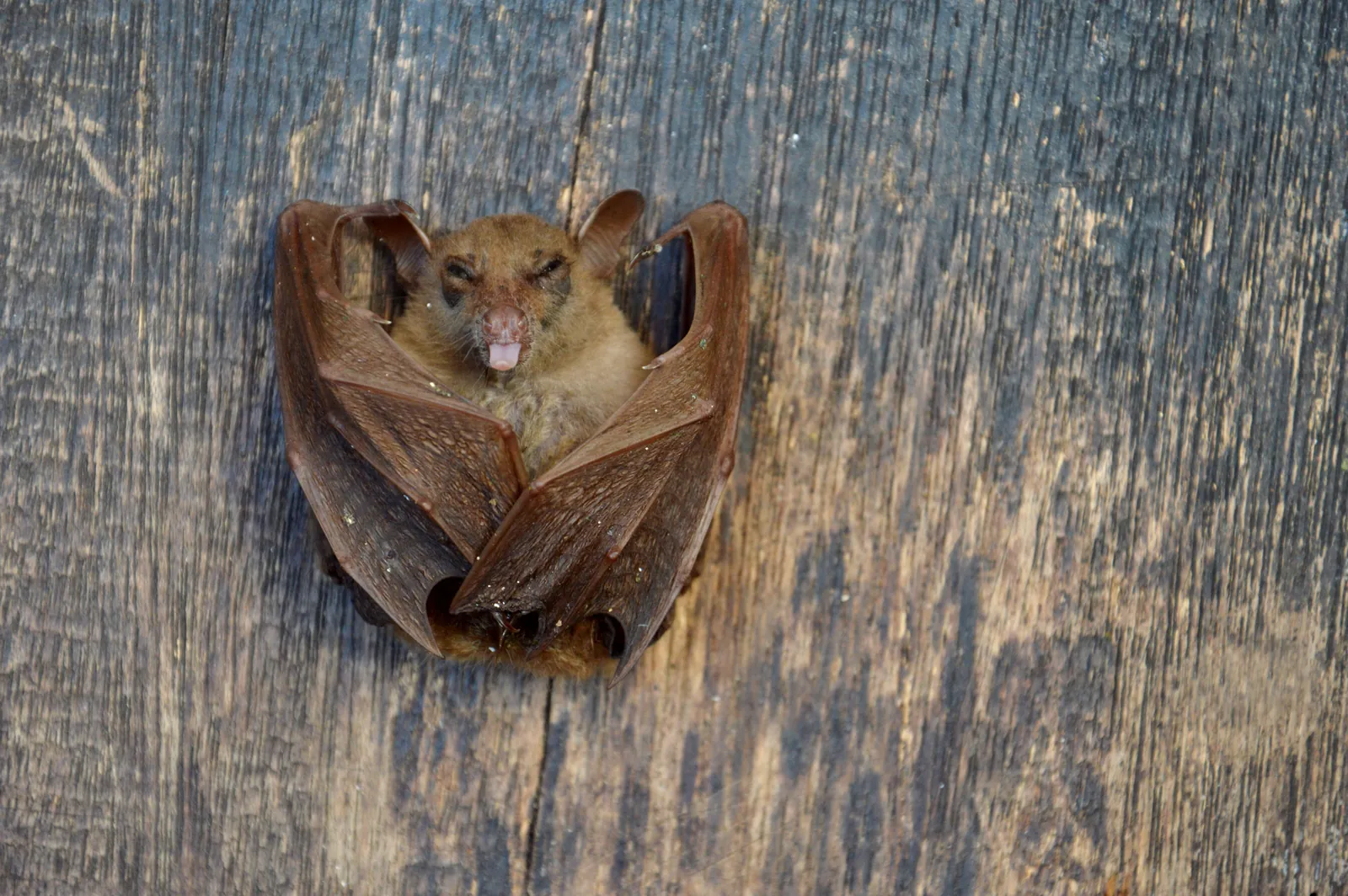 Bat Removal & Exclusion