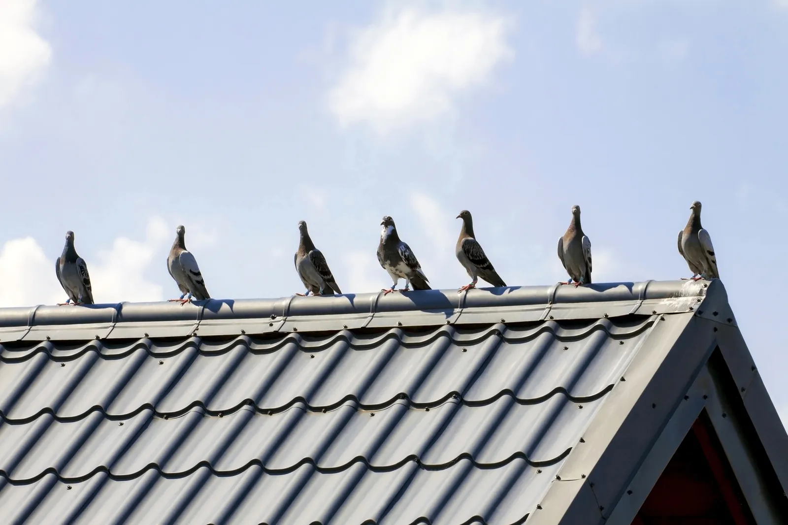 Bird Control