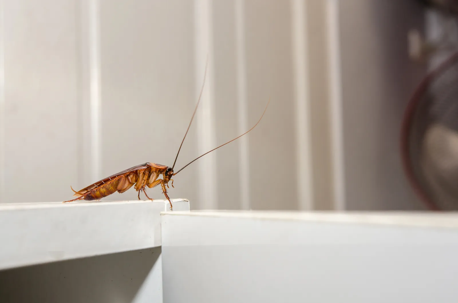 Cockroach Control