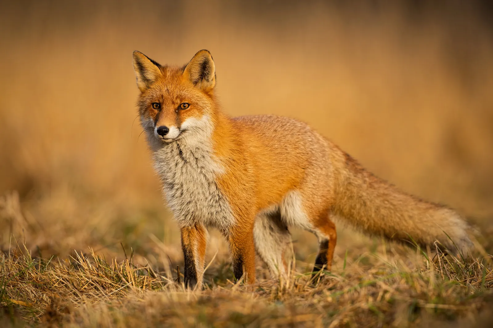 Fox Control