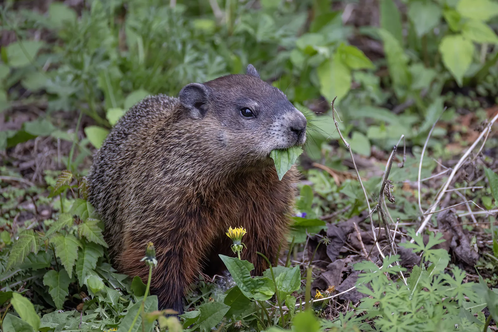 Groundhog Removal