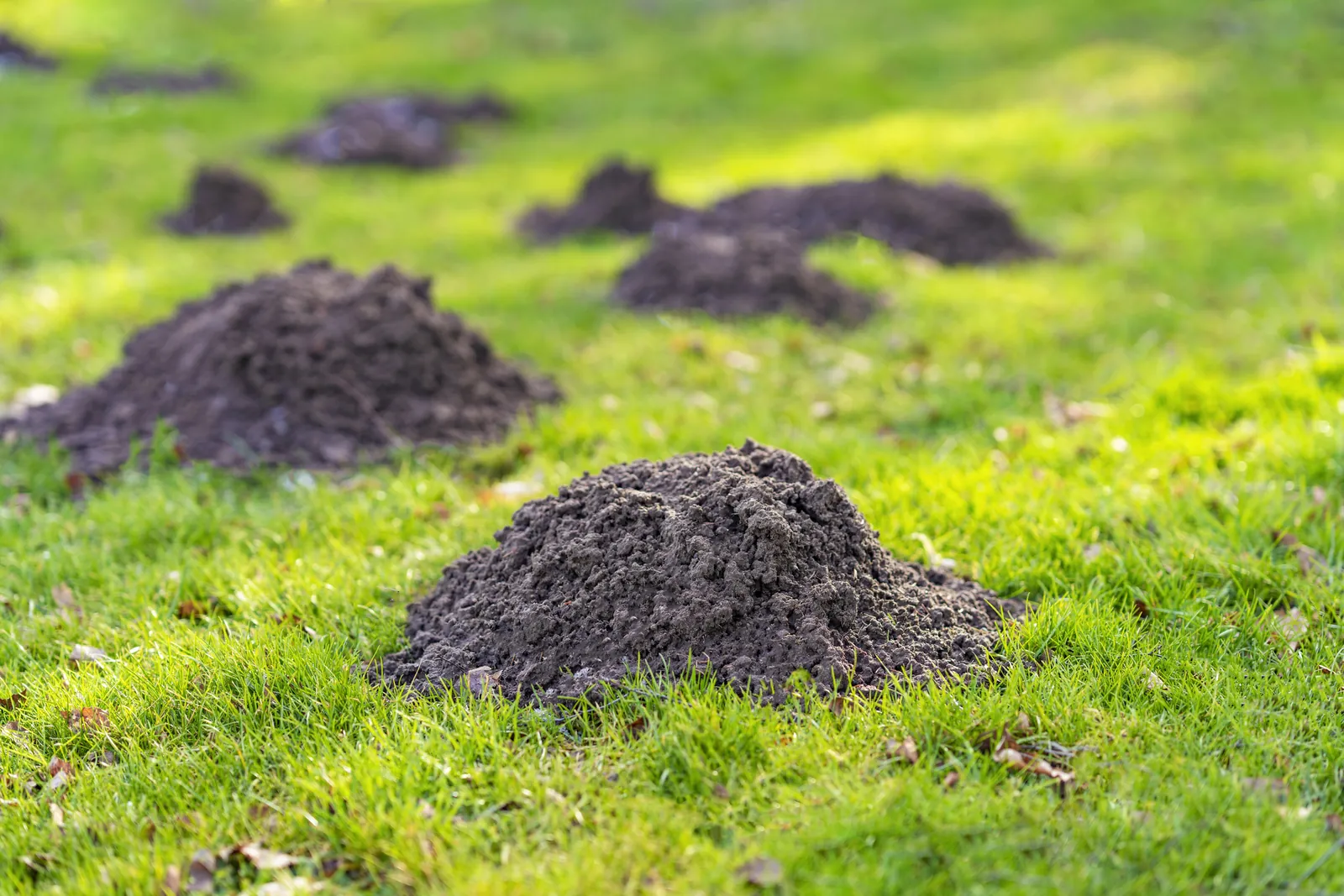 Mole & Vole Control