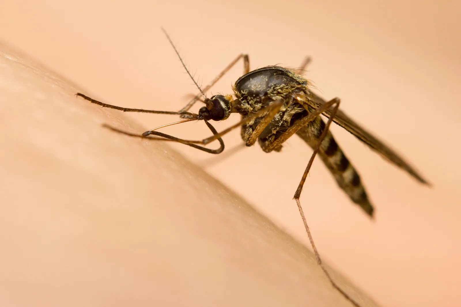 Mosquito Control