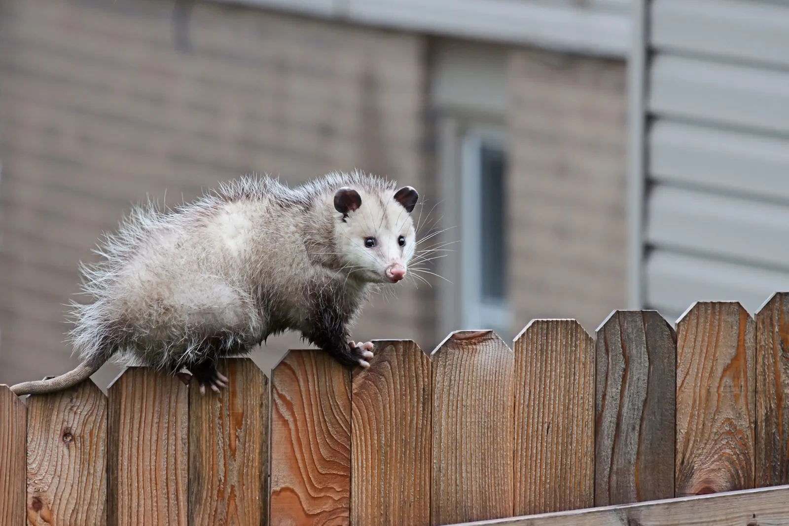 Opossum & Skunk Removal