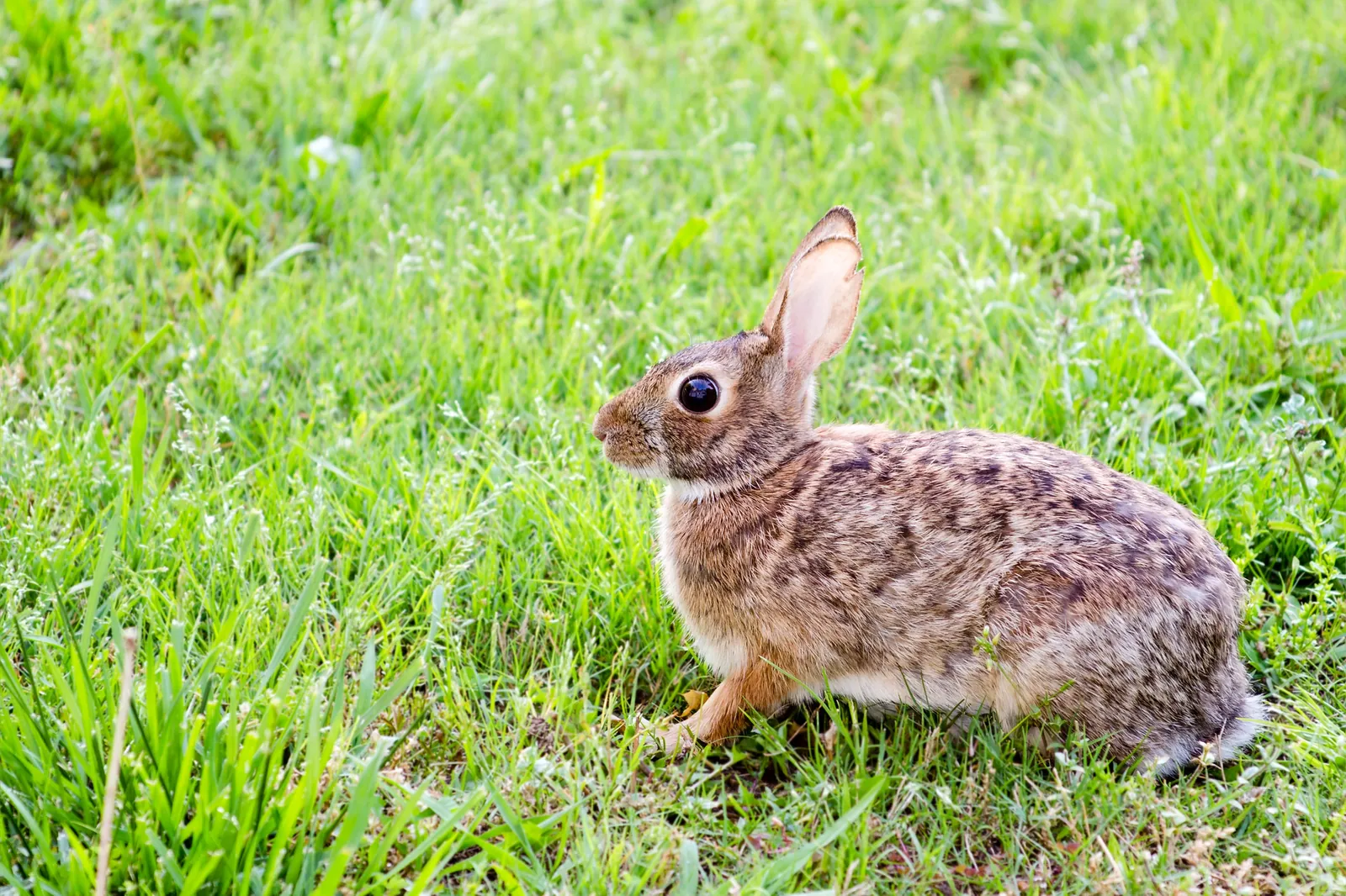 Rabbit Control