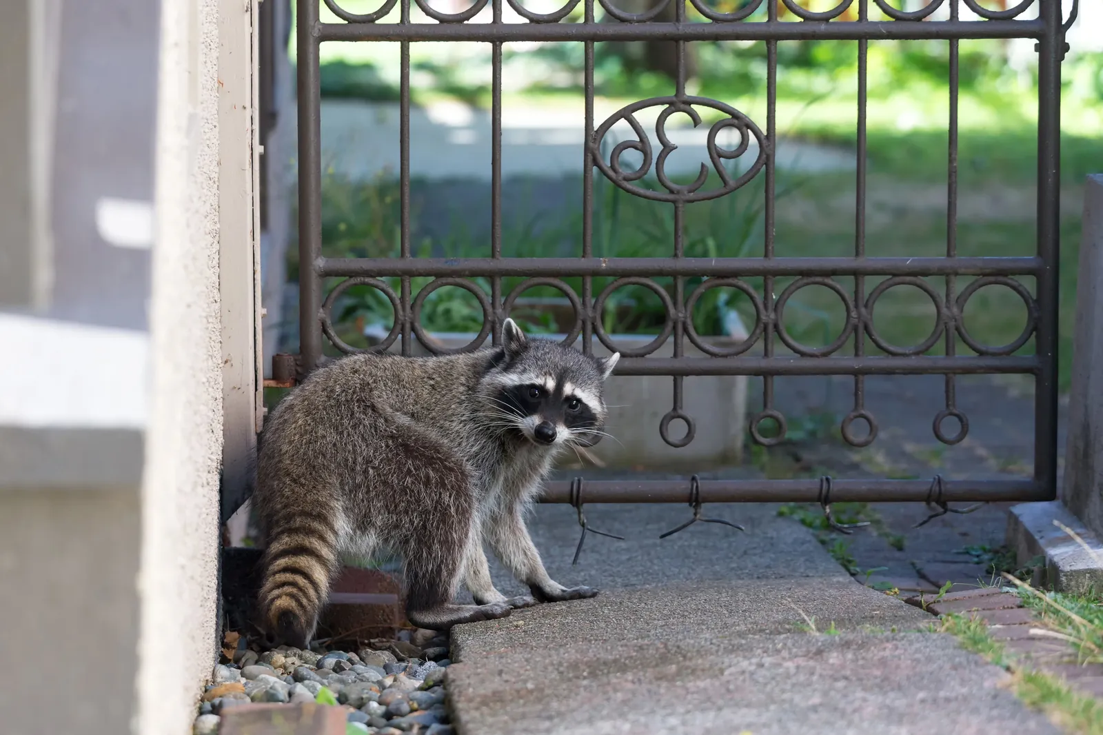 Raccoon Removal