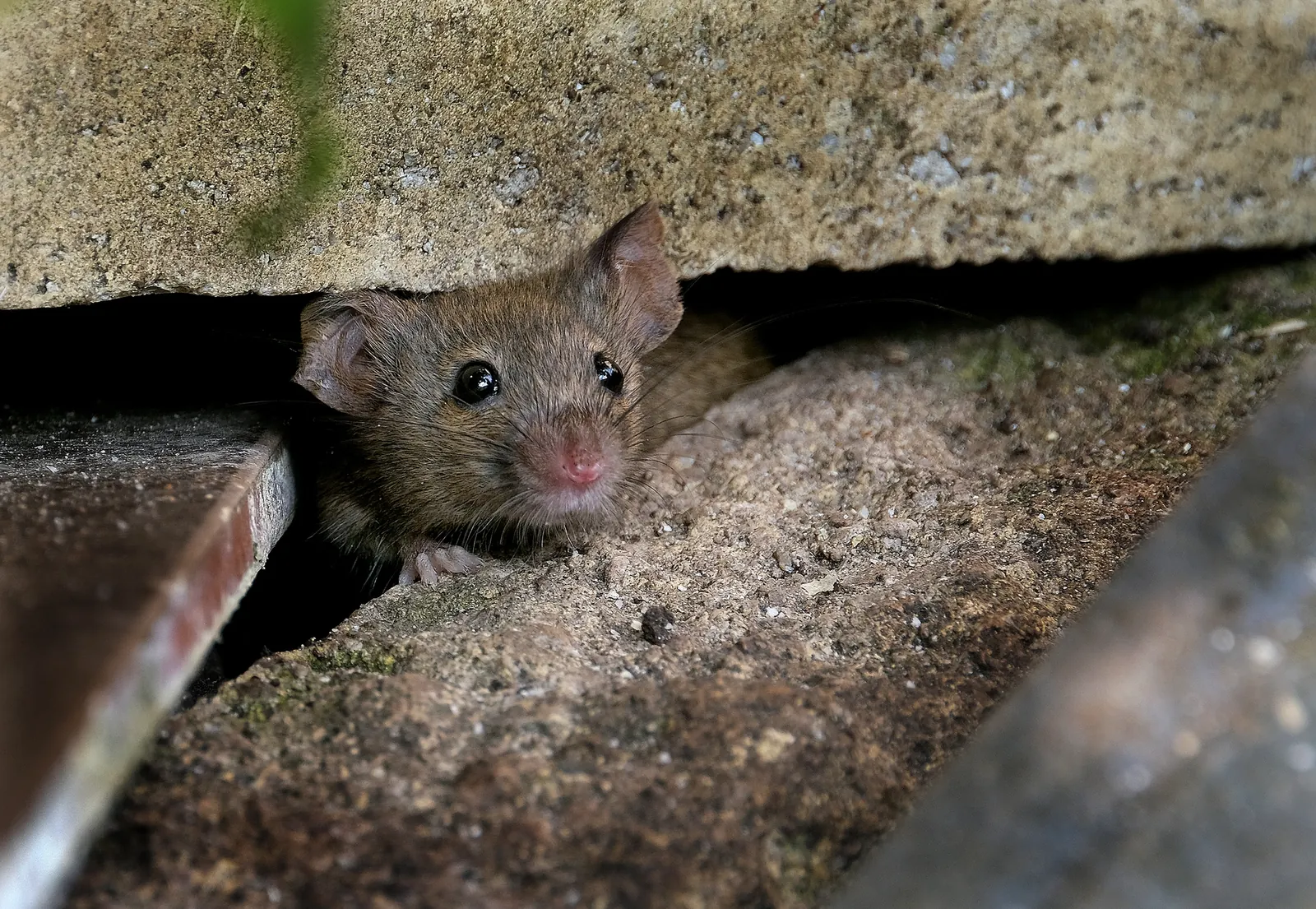Rodent Control