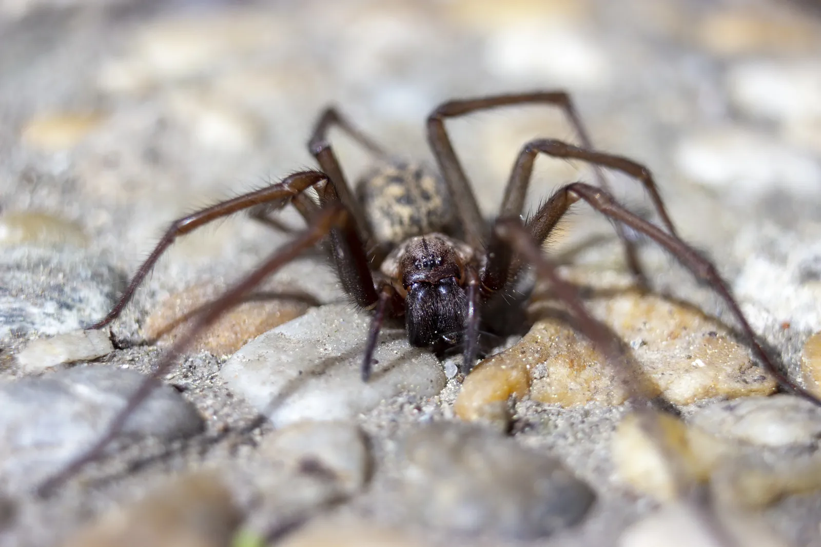 Spider Control