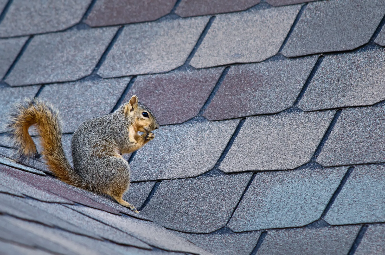 Squirrel Removal