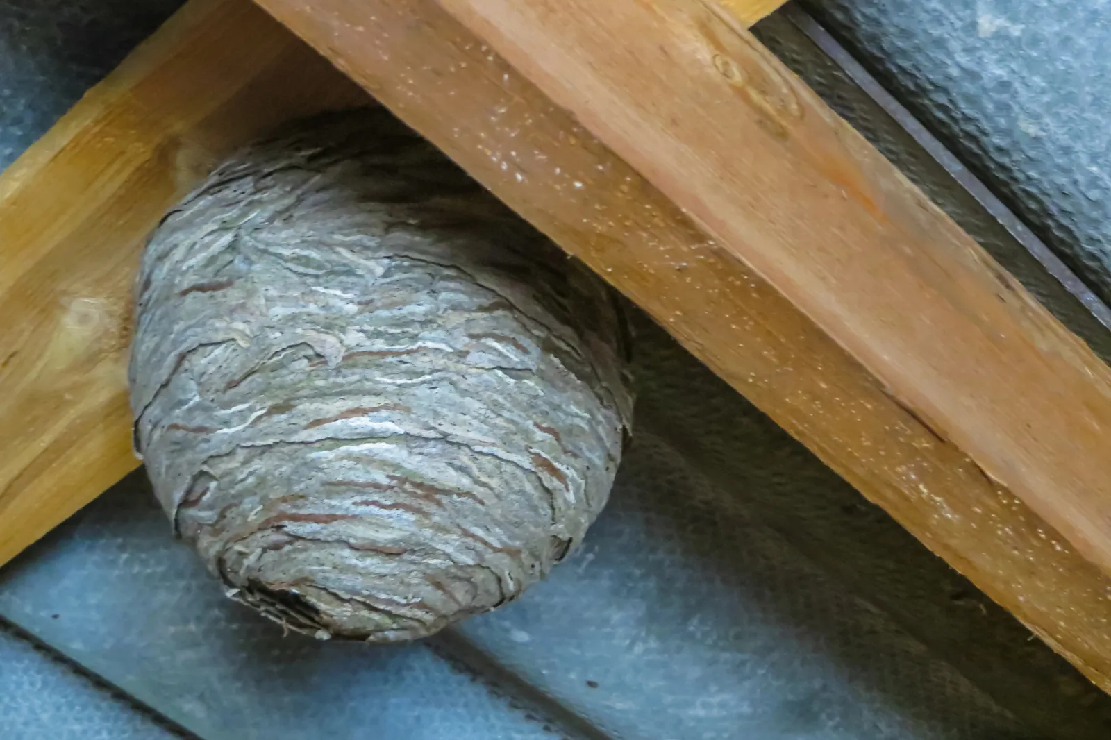 Stinging Insect Control