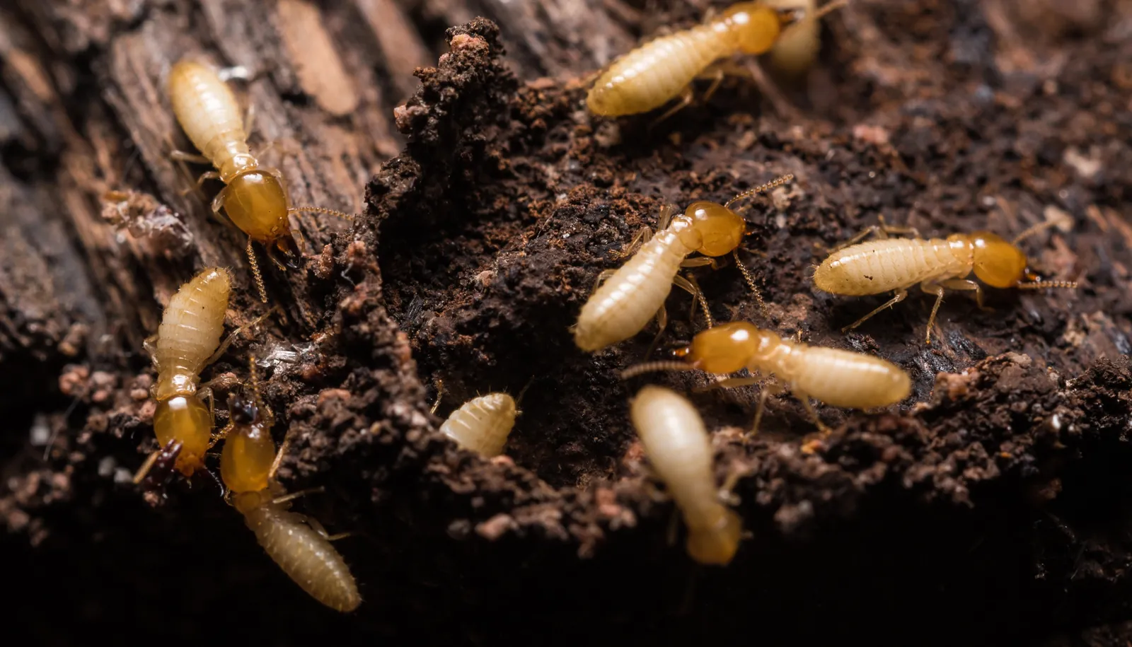 Termite Control