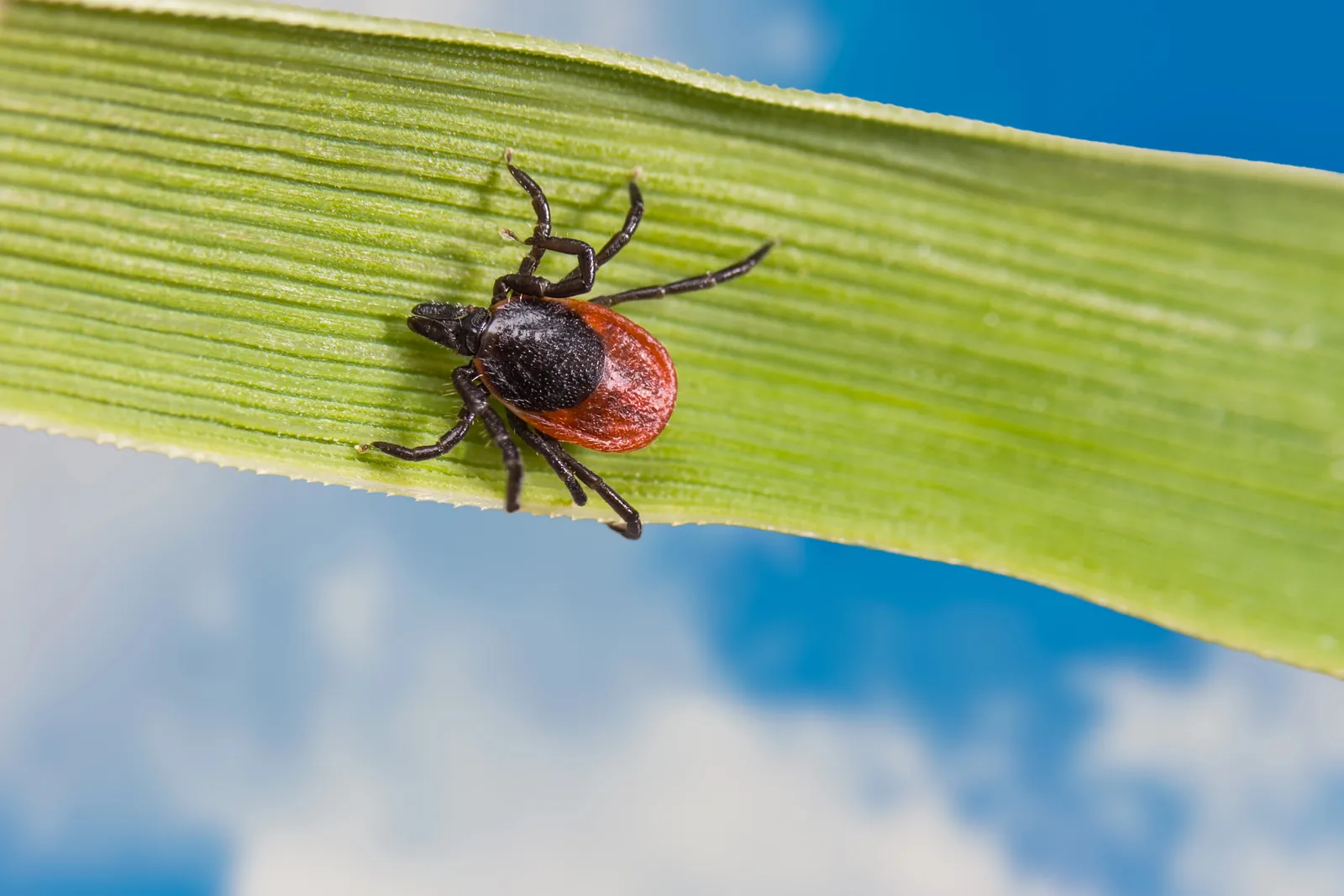 Tick Control