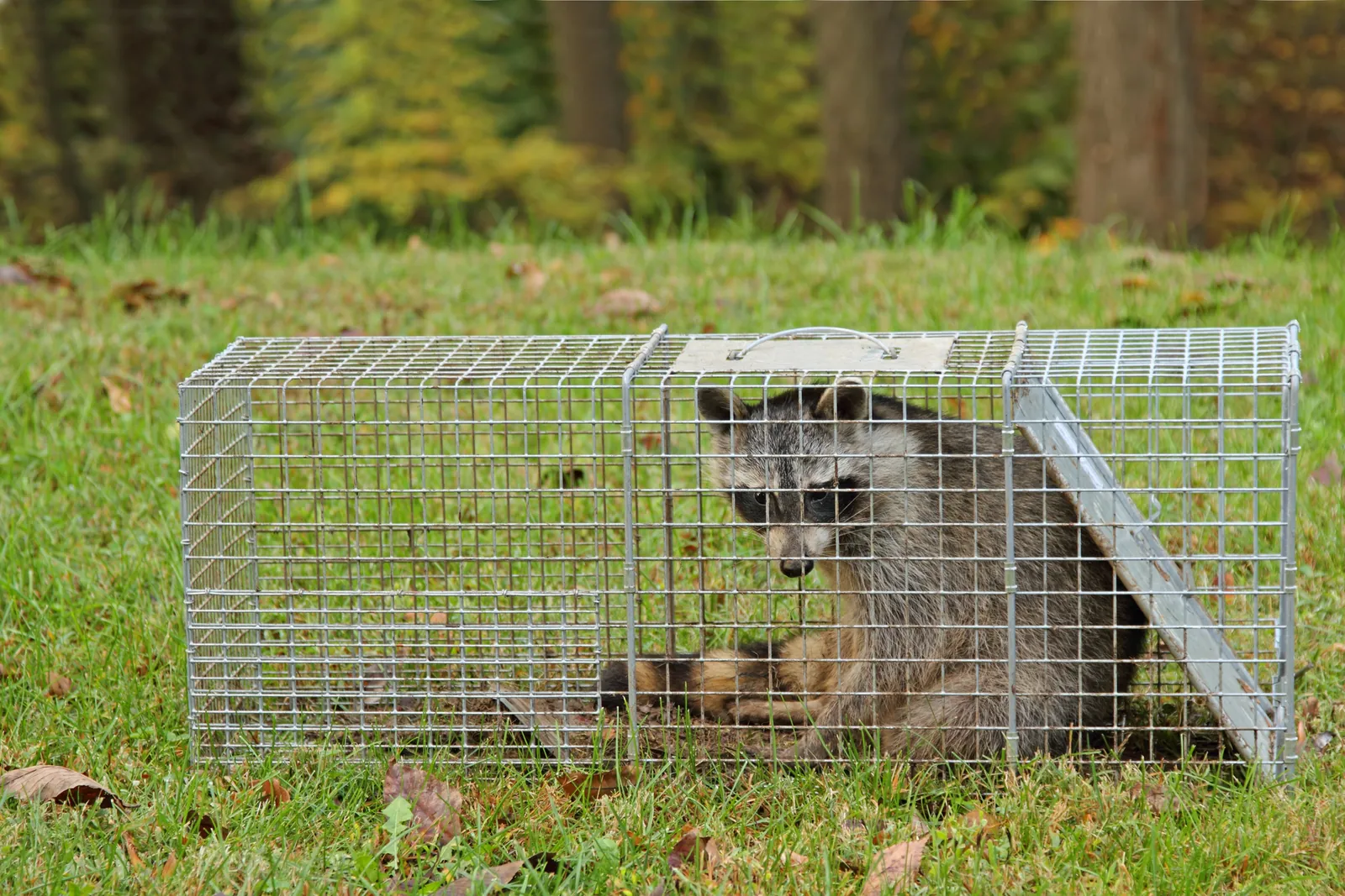 Nuisance Wildlife Removal